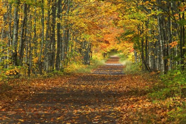 Michigan Roadway into fall foliage